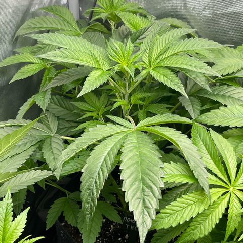 Notorious THC growlog timeline photo