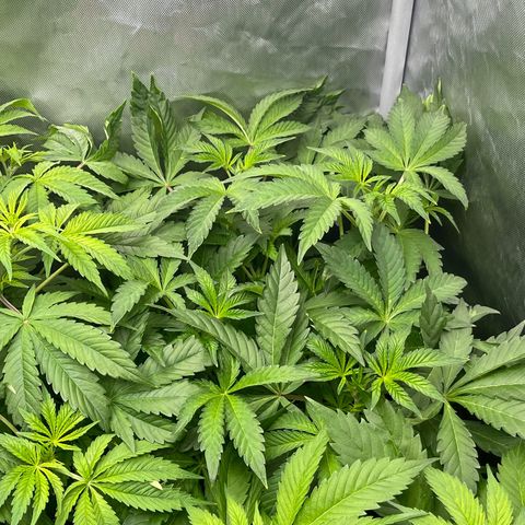 Lemon Cherry Gelato growlog timeline photo
