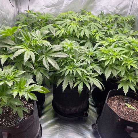 Grow Pictures #2 growlog timeline photo