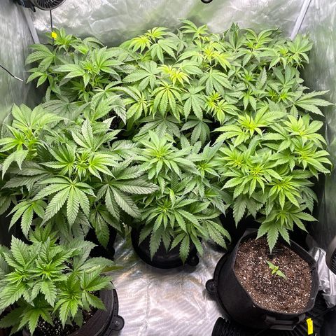 Grow Pictures #2 growlog timeline photo
