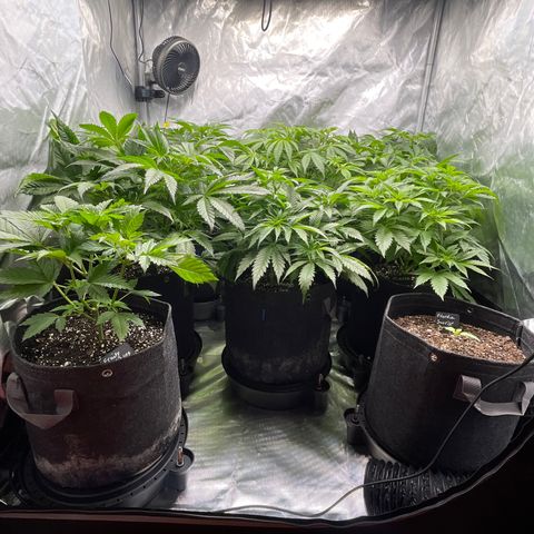 Grow Pictures #2 growlog timeline photo