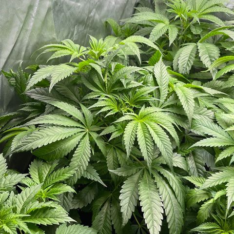 Hella Jelly  growlog timeline photo