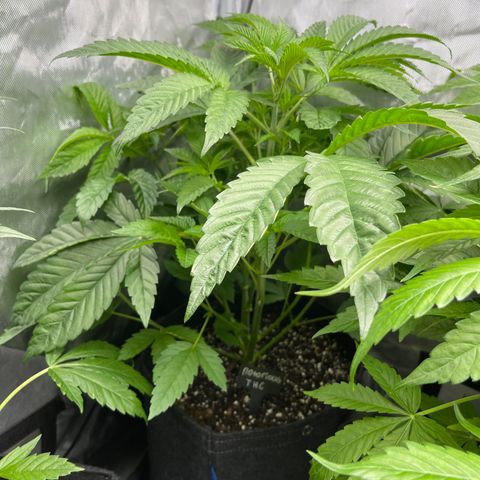 Notorious THC growlog timeline photo