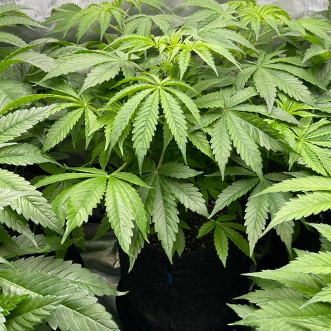 Fat Bastard growlog timeline photo