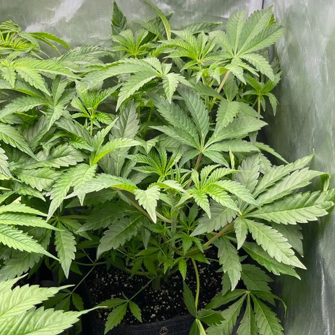 Lemon Cherry Gelato growlog timeline photo
