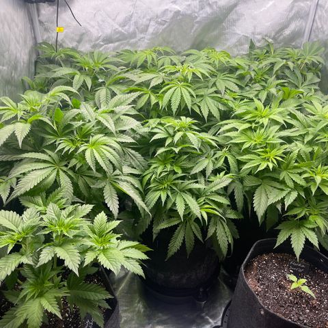 Grow Pictures #2 growlog timeline photo