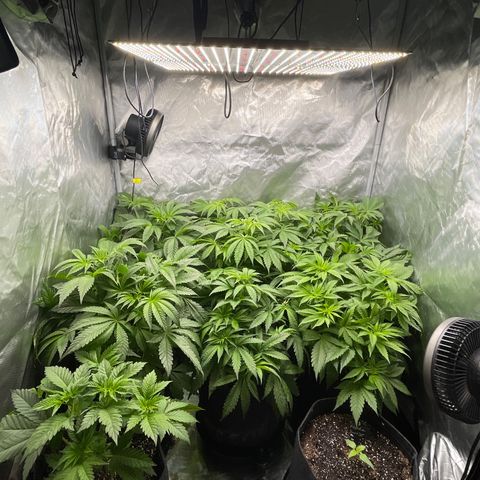 Grow Pictures #2 growlog timeline photo