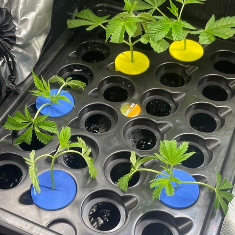 Grow Pictures #2 growlog timeline photo