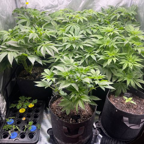 Grow Pictures #2 growlog timeline photo