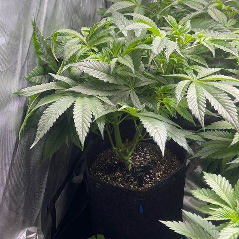 Hella Jelly  growlog timeline photo