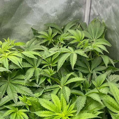 Lemon Cherry Gelato growlog timeline photo