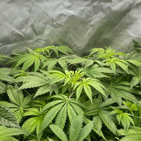 Fat Bastard growlog timeline photo