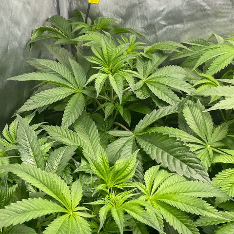 Notorious THC growlog timeline photo