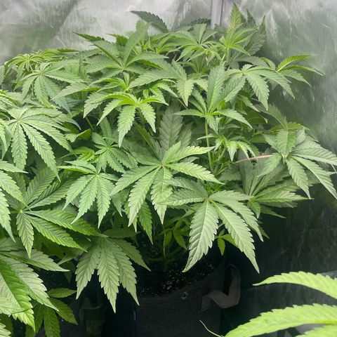 Lemon Cherry Gelato growlog timeline photo