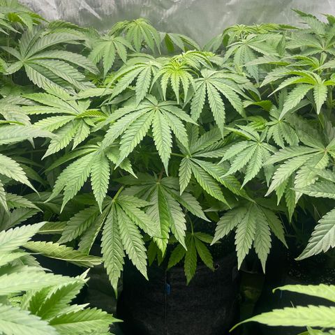 Fat Bastard growlog timeline photo