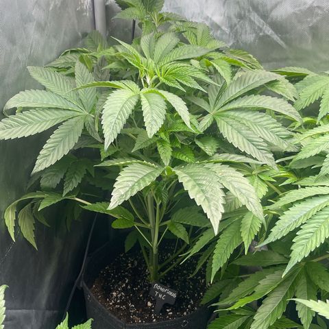 Notorious THC growlog timeline photo