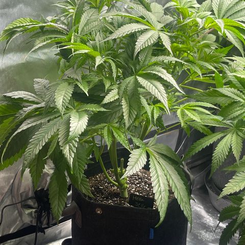 Hella Jelly  growlog timeline photo