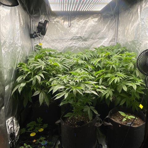Grow Pictures #2 growlog timeline photo