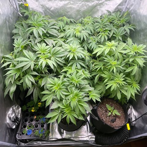 Grow Pictures #2 growlog timeline photo
