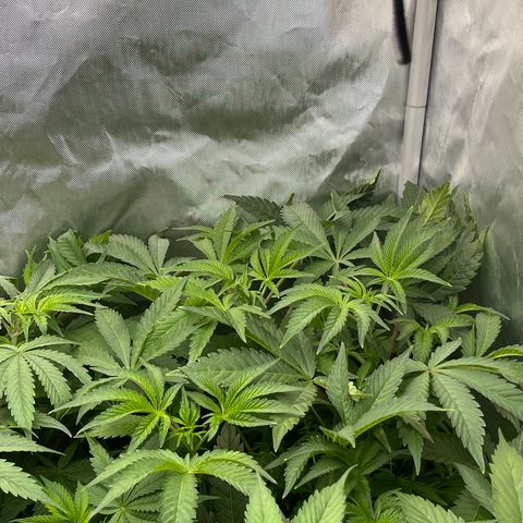 Lemon Cherry Gelato growlog timeline photo
