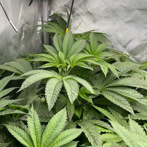 Notorious THC growlog timeline photo