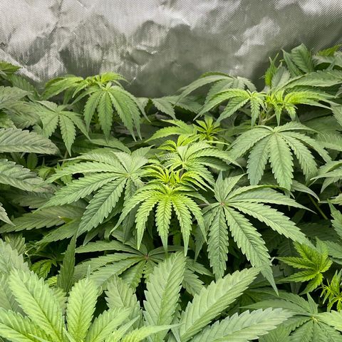 Fat Bastard growlog timeline photo
