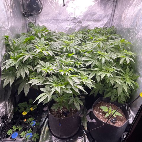 Grow Pictures #2 growlog timeline photo