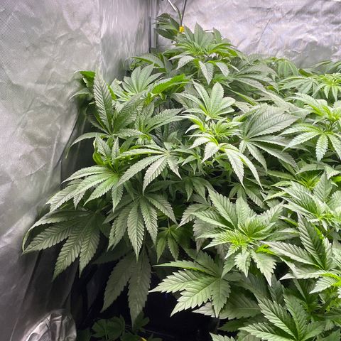 Hella Jelly  growlog timeline photo