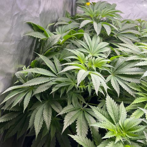 Hella Jelly  growlog timeline photo