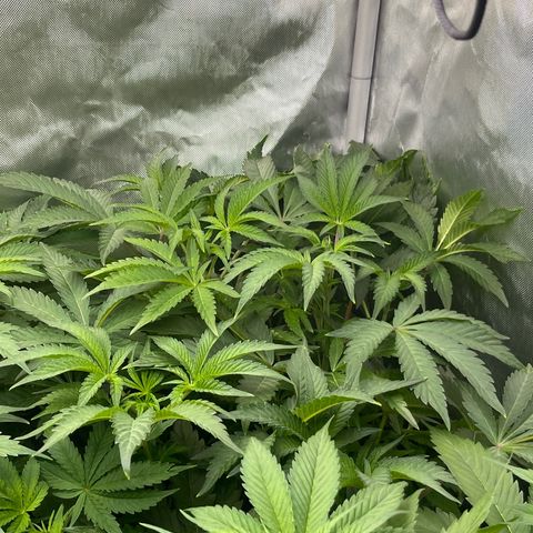 Lemon Cherry Gelato growlog timeline photo