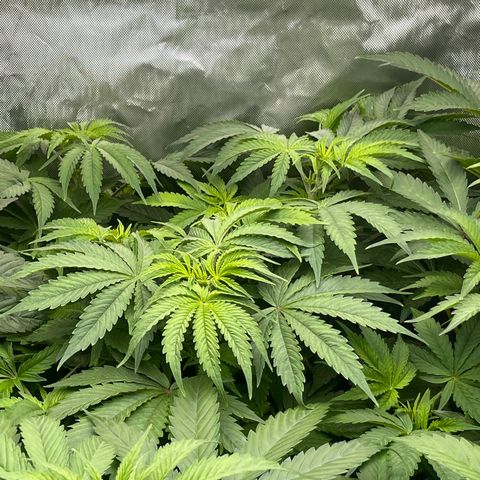 Fat Bastard growlog timeline photo