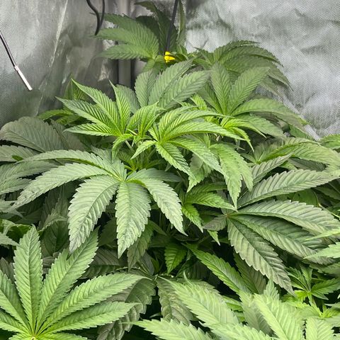 Notorious THC growlog timeline photo