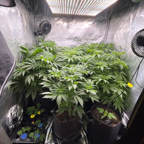 Grow Pictures #2 growlog timeline photo