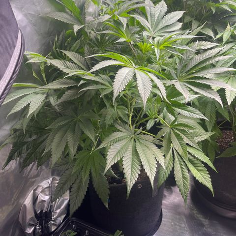 Hella Jelly  growlog timeline photo