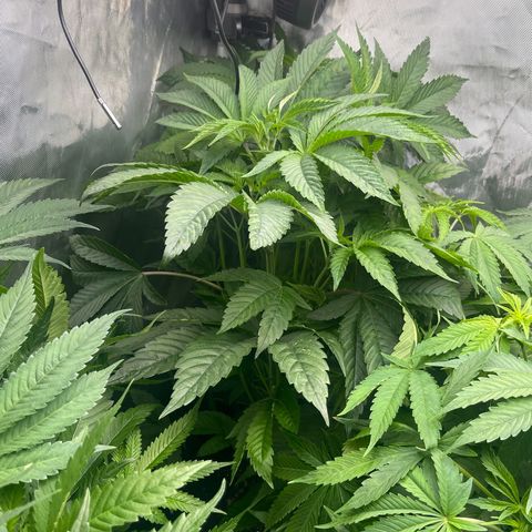 Notorious THC growlog timeline photo