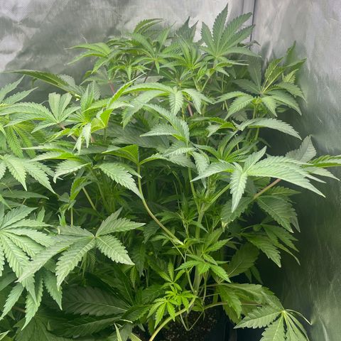 Lemon Cherry Gelato growlog timeline photo