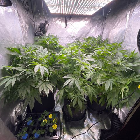 Grow Pictures #2 growlog timeline photo