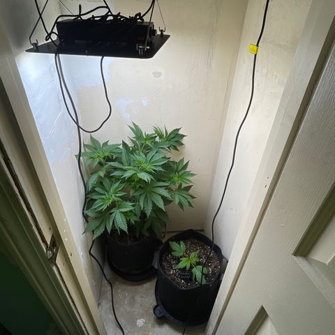Grow Pictures #2 growlog timeline photo