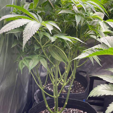 Hella Jelly  growlog timeline photo