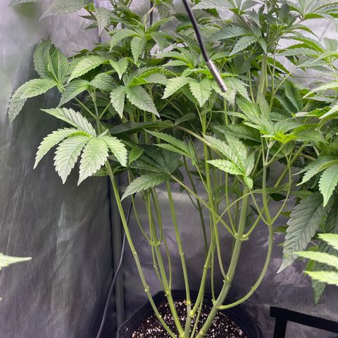 Notorious THC growlog timeline photo