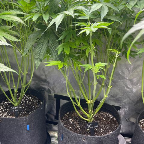 Fat Bastard growlog timeline photo
