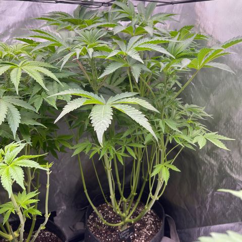 Lemon Cherry Gelato growlog timeline photo