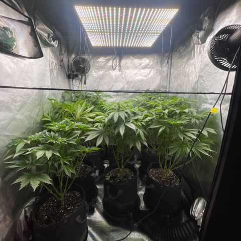 Grow Pictures #2 growlog timeline photo
