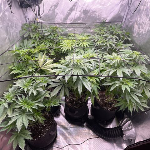 Grow Pictures #2 growlog timeline photo