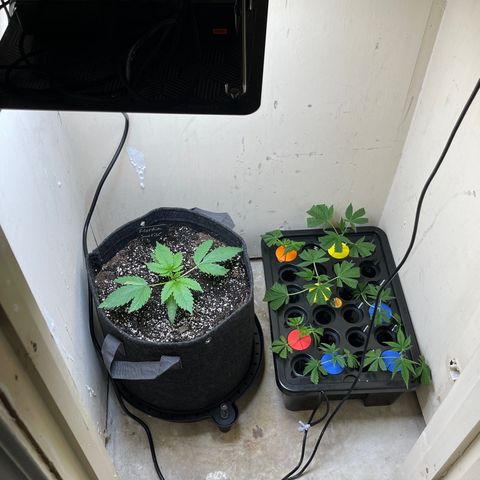 Grow Pictures #2 growlog timeline photo