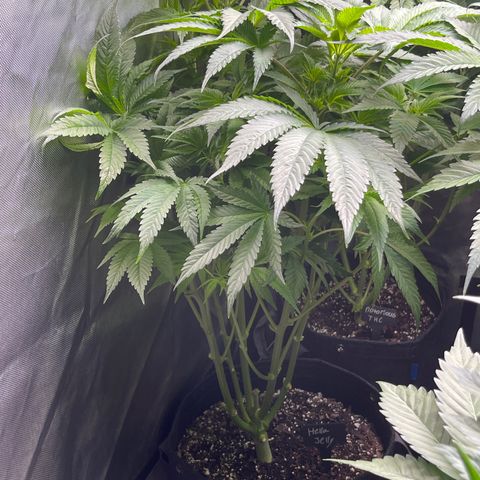 Hella Jelly  growlog timeline photo