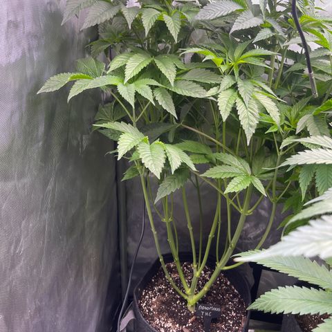 Notorious THC growlog timeline photo