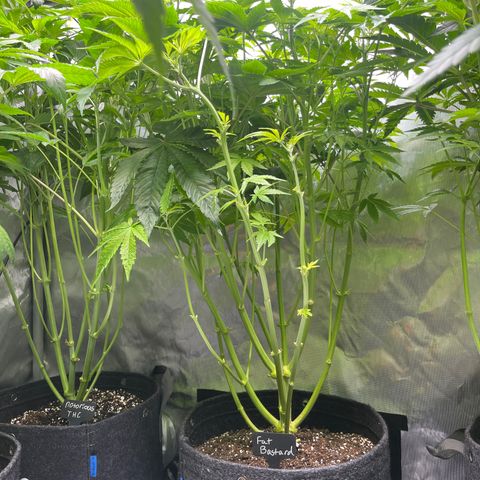 Fat Bastard growlog timeline photo