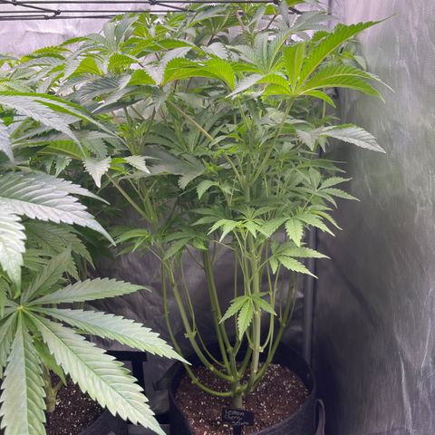 Lemon Cherry Gelato growlog timeline photo