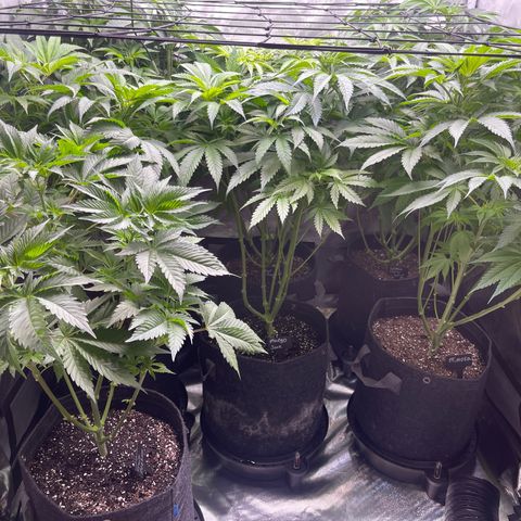 Grow Pictures #2 growlog timeline photo